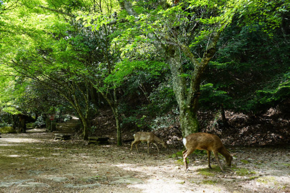 Japan Miyajima: Rehe auf dem Weg zum Mount Misen