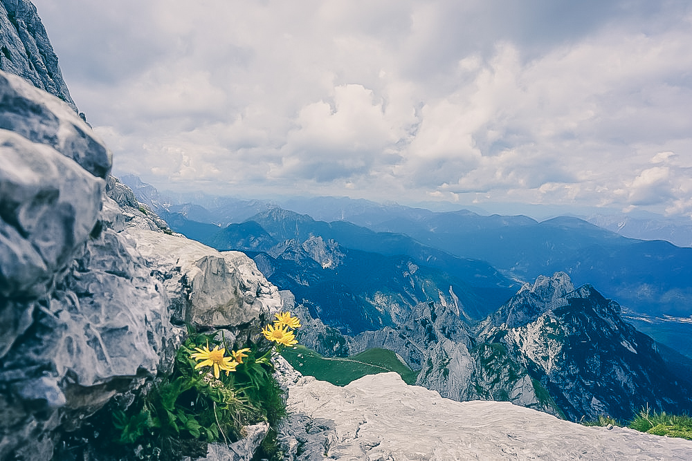Wanderung in Slowenien auf den Mangart_Ausblick während der Wanderung mit Alpenblumen