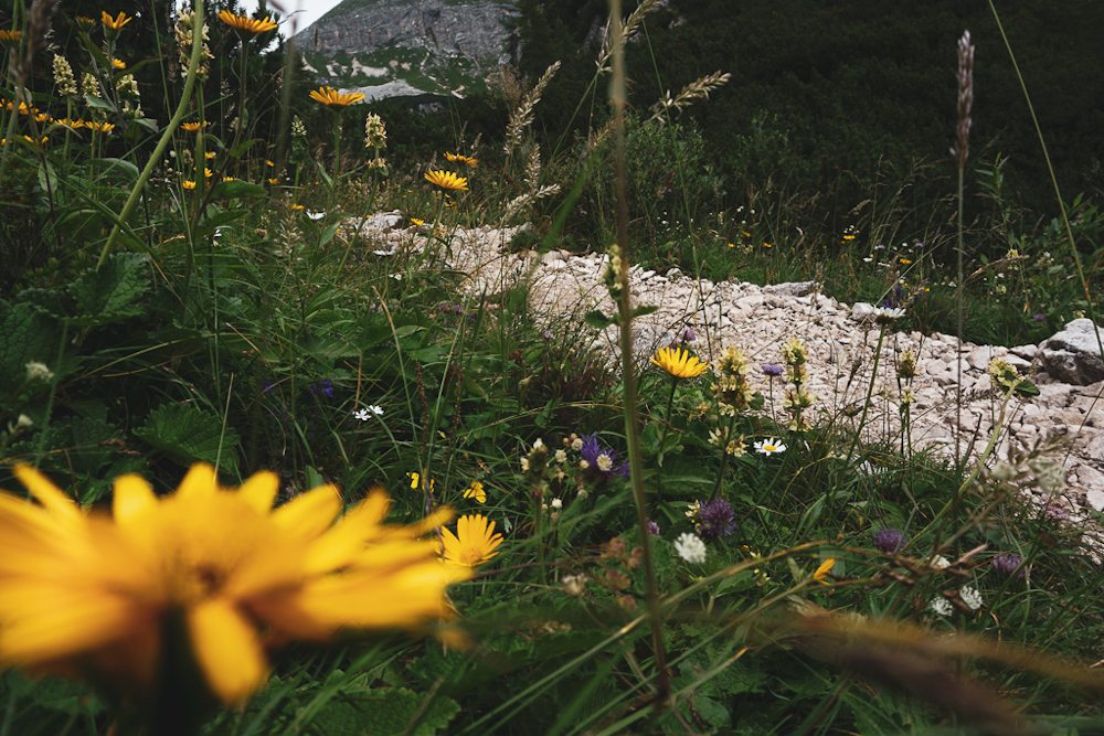 Triglav Wanderung in Slowenien im Triglav Nationalpark - Blumen am Wanderweg